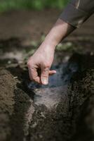 An elderly man planting seeds in the garden photo