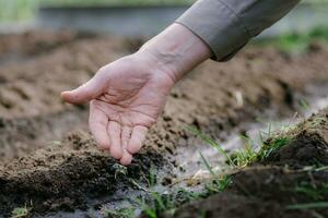 An elderly man planting seeds in the garden photo