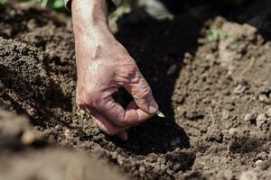 An elderly man planting seeds in the garden photo