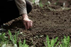 An elderly man planting seeds in the garden photo