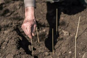 An elderly man planting seeds in the garden photo