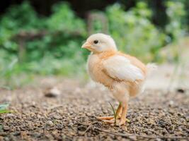 un pollo bebé en el jardín foto