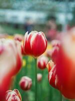 cerca arriba rojo tulipán en el jardín foto