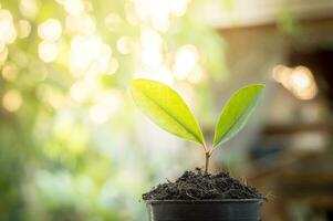 Close up of young plant growing in the soil with nature background photo