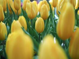 cerca arriba amarillo tulipán en el jardín foto