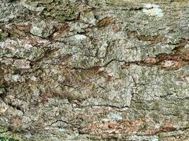 Tree bark texture, Tree trunk, Rough bark, Wood plank texture for texture background wood work photo