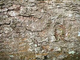 Tree bark texture, Tree trunk, Rough bark, Wood plank texture for texture background wood work photo