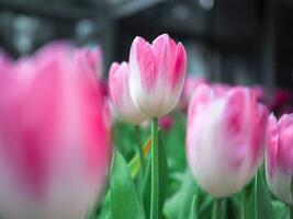 Close up Pink tulip in the garden photo