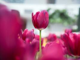 cerca arriba rosado tulipán en el jardín foto