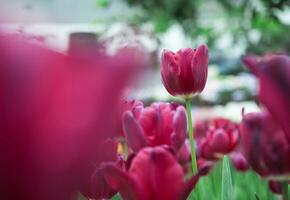 Close up Red tulip in the garden photo