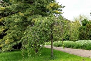 Small sticky cherry or Prunus serrulata in early spring. photo