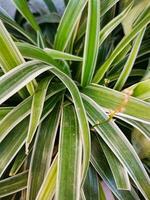 un manojo de hoja de clorofito laxum planta, un racimo de hojas ese crear un distinto y cautivador apariencia. foto