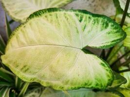 Arrowhead vine leaf, a triangle with pronounced lobes or segments photo