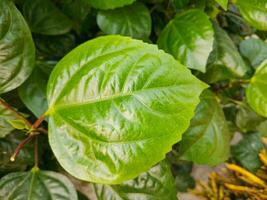 Hibiscus rosa leaf, a tropical flowering plant appreciated for its vibrant, showy blooms as well as its distinctively shaped leaves photo