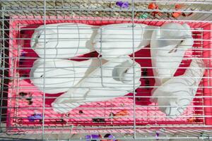 blanco palomas sentar en un hierro jaula foto