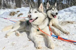 Close-up of Siberian Husky dogs in winter season of Siberia, Russia. Siberian Husky is a working dog breed for sled-pulling, guarding etc. photo