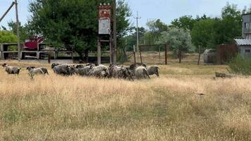 brebis. mouton reproduction. une groupe de non tondue timide mouton. mouton sur un abandonné cultiver. video