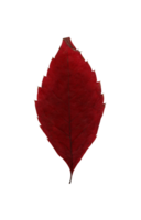 höst röd blad, herbarium. skytte närbild. höst säsong- dekor. faller löv baner mall. ljus blad av en skog träd. platt lägga av orange och grön lövverk. isolerat png