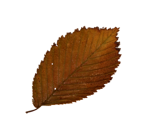 herfst geel blad, iep herbarium. detailopname schot. herfst seizoensgebonden decor. vallend bladeren banier sjabloon. helder blad van een Woud boom. vlak leggen van oranje en groen gebladerte geïsoleerd png