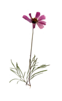 Herbarium von getrocknet Rosa Cosmea Blume. botanisch Illustration von natürlich organisch Pflanze Produkte. zum das Design von Jahrgang Verpackung zum Kosmetika, Apotheke. isoliert png