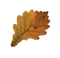 Autumn green-golden oak leaf, herbarium. Close-up shot. Autumn seasonal decor. Falling leaves banner template. Bright leaf of a forest tree. Flat lay of orange foliage. Isolated png