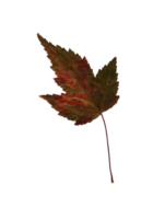 Autumn red-green leaf, herbarium. Close-up shot. Autumn seasonal decor. Falling leaves banner template. Bright leaf of a forest tree. Flat lay of orange and green foliage. Isolated png