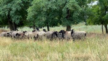 pecora mangiare il succulento le foglie di il albero. free-range pecore. Visualizza di pecora pascolo nel un' campo su un' soleggiato giorno. un' gregge di pecora scelte via il le foglie di un' bianca acacia albero. video