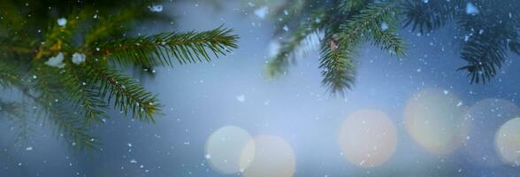 Christmas snowy fir tree branches close up. Christmas and winter concept. photo