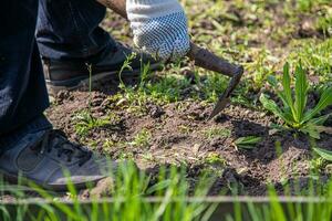 old man uproots hoe weeds in his garden photo