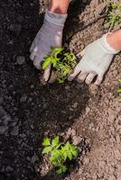 an old woman plants seedlings of tomatoes in her garden photo