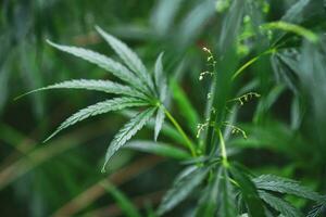 Wild agricultural hemp grows in the countryside photo