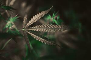 Wild agricultural hemp grows in the countryside photo