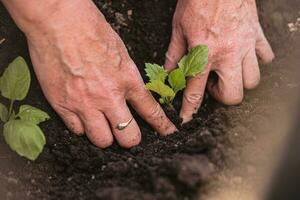 antiguo mujer plantas joven plantas en el pueblo foto