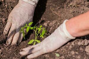 elderly woman plants young seedlings of tomatoes on a bed photo