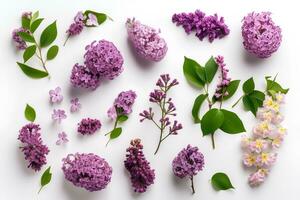 AI generated Lilac twigs with flowers and leaves on a white background. Photorealistic illustration. AI generated. photo