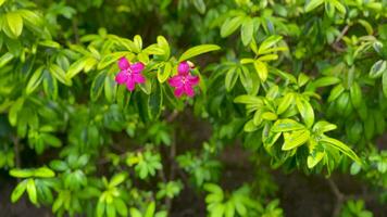 b-roll detalj av små blomma omgiven förbi löv video