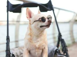 Happy brown short hair Chihuahua dog wearing sunglasses standing in pet stroller on walk way fence by the lake, smiling and looking up sideway curiously. photo