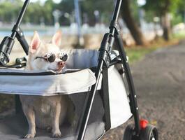 Happy brown short hair Chihuahua dog wearing sunglasses, sitting in pet stroller in the park. Smiling happily. photo