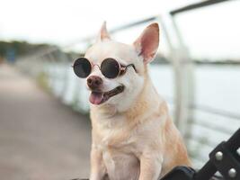 Happy brown short hair Chihuahua dog wearing sunglasses standing in pet stroller on walk way fence by the lake, smiling and looking at camera. photo