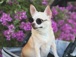 Happy brown short hair Chihuahua dog wearing sunglasses, standing in pet stroller in the park with purple flowers background. photo