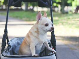 Happy brown short hair Chihuahua dog  standing in pet stroller in the park. looking curiously. photo