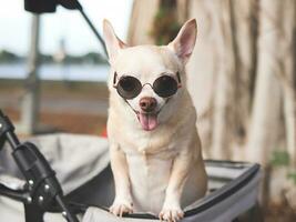 happy and healthy Chihuahua dog  wearing sunglasses, standing in pet stroller with  banyan tree roots background in the park, smiling and looking at camera. photo