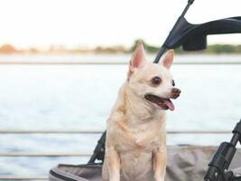 Happy brown short hair Chihuahua dog  standing in pet stroller on walk way fence by the lake. smiling and looking sideway curiously. photo