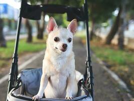 Happy brown short hair Chihuahua dog  standing in pet stroller in the park. Smiling happily and looking at camera. photo