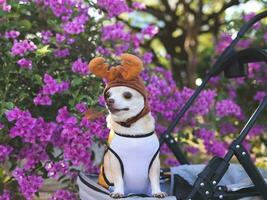 Portrait  of  Happy brown short hair Chihuahua dog wearing reindeer horn hat, standing in pet stroller, looking sideway curiously, outdoor, purple flowers background. Christmas concept. photo