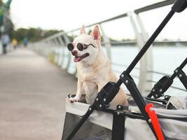 Happy brown short hair Chihuahua dog wearing sunglasses standing in pet stroller on walk way fence by the lake, smiling and looking sideway curiously. photo