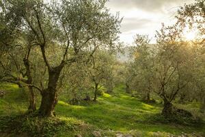 The Ligurian olive trees that are used to make extra virgin olive oil photo