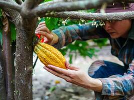 cacao granjero utilizar poda tijeras a cortar el cacao vainas o Fruta maduro amarillo cacao desde el cacao árbol. cosecha el agrícola cacao negocio produce. foto