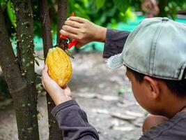 Cocoa farmer use pruning shears to cut the cocoa pods or fruit ripe yellow cacao from the cacao tree. Harvest the agricultural cocoa business produces. photo