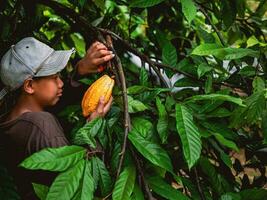 cacao granjero utilizar poda tijeras a cortar el cacao vainas o Fruta maduro amarillo cacao desde el cacao árbol. cosecha el agrícola cacao negocio produce. foto